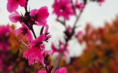 逍遥龙团队视频在线观看